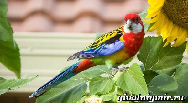 Розелла-попугай-Образ-жизни-и-среда-обитания-попугая-розелла-7