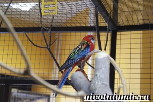 Розелла-попугай-Образ-жизни-и-среда-обитания-попугая-розелла-8