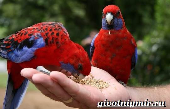 Розелла-попугай-Образ-жизни-и-среда-обитания-попугая-розелла-9