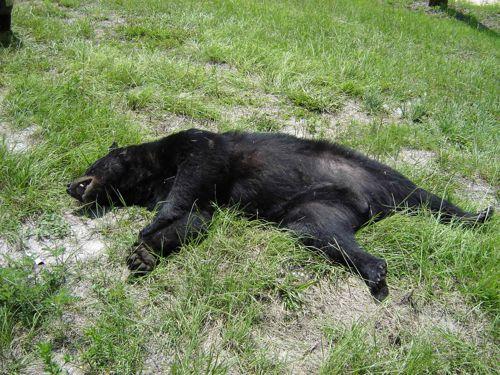 sbityj-mashinoj-chernyj-medved