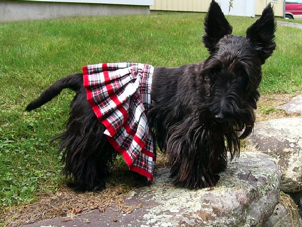 Фотогалерея описание породы шотландский терьер фото - 8 Фотогалерея описание породы шотландский терьер фото - 8