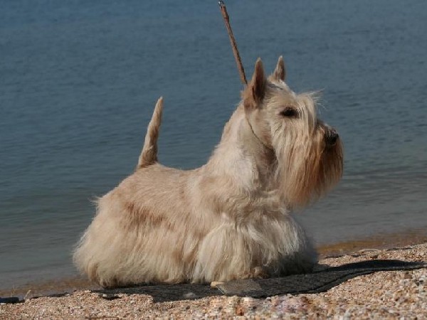 Фотогалерея описание породы шотландский терьер фото - 9 Фотогалерея описание породы шотландский терьер фото - 9