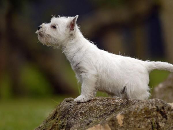 Фотогалерея описание породы шотландский терьер фото - 10 Фотогалерея описание породы шотландский терьер фото - 10