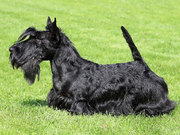 Фотогалерея описание породы шотландский терьер фото - 13 Фотогалерея описание породы шотландский терьер фото - 13