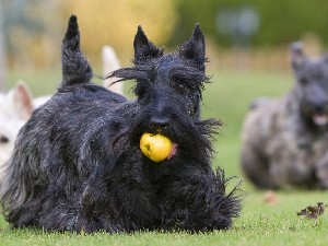 Темперамент и функции воспитания Темперамент и функции воспитания