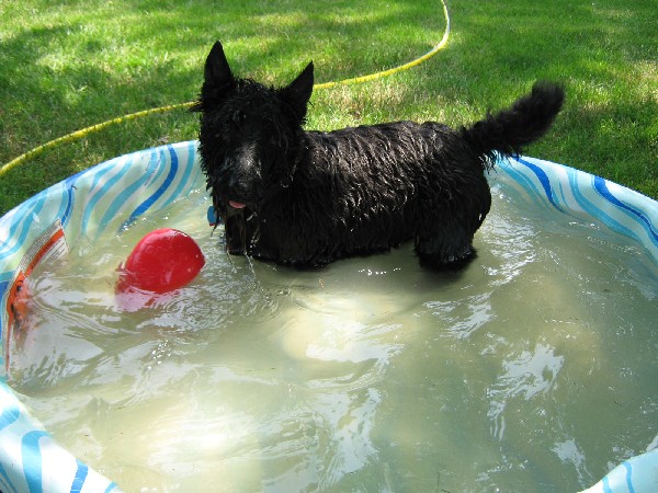 Фотогалерея описание породы шотландский терьер фото - 1 Фотогалерея описание породы шотландский терьер фото - 1