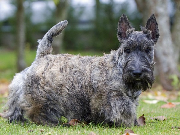 Фотогалерея описание породы шотландский терьер фото - 2 Фотогалерея описание породы шотландский терьер фото - 2