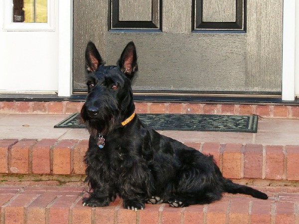 Фотогалерея описание породы шотландский терьер фото - 3 Фотогалерея описание породы шотландский терьер фото - 3