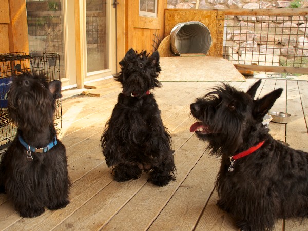 Фотогалерея описание породы шотландский терьер фото - 4 Фотогалерея описание породы шотландский терьер фото - 4