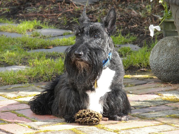 Фотогалерея описание породы шотландский терьер фото - 5 Фотогалерея описание породы шотландский терьер фото - 5