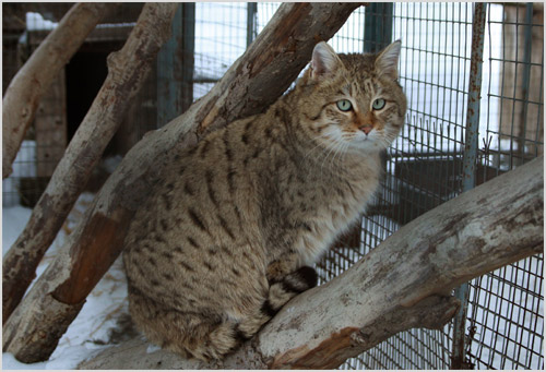 Степной кот в зоопарке