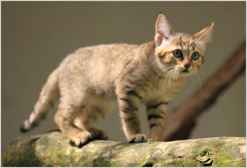 Котенок степной кошки