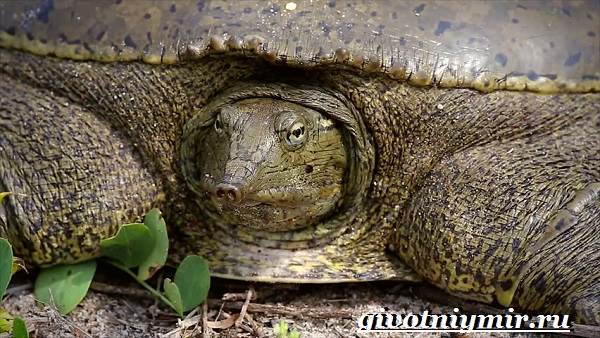 Трионикс-черепаха-Образ-жизни-и-среда-обитания-черепахи-трионикс-4