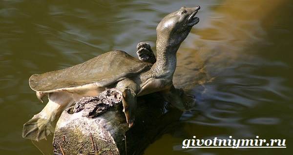 Трионикс-черепаха-Образ-жизни-и-среда-обитания-черепахи-трионикс-5