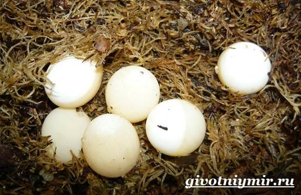 Трионикс-черепаха-Образ-жизни-и-среда-обитания-черепахи-трионикс-7