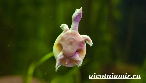 Трионикс-черепаха-Образ-жизни-и-среда-обитания-черепахи-трионикс-8