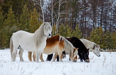 Мохнатый конь