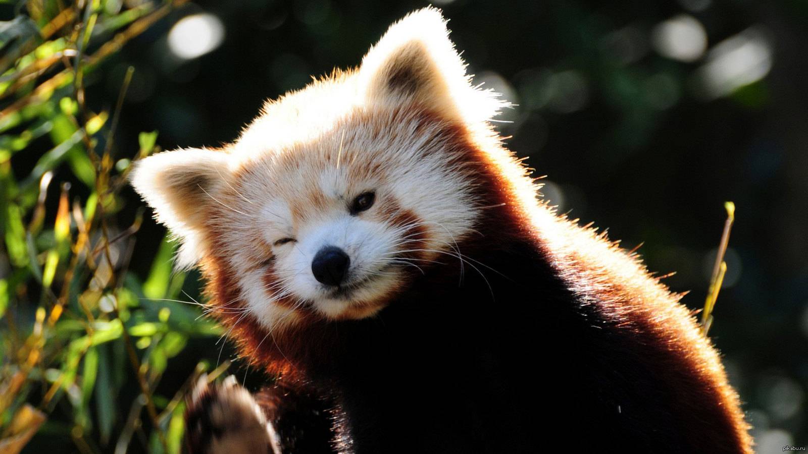 Красная красная панда
