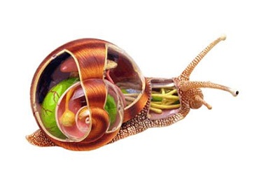 Строение моллюска