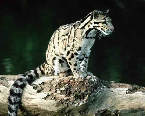 bornejskij-ili-kalimantanskij-dymchatyj-leopard-na-brevne