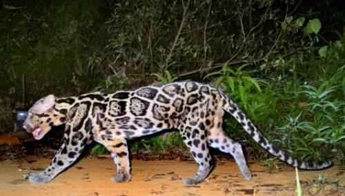 bornejskij-ili-kalimantanskij-dymchatyj-leopard-na-progulke