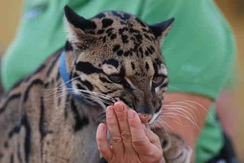 дымчатый-барс-облизывает-руку-человека