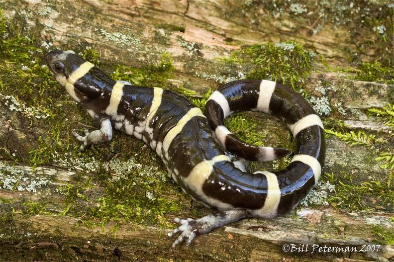 Кольчатая амбистома (лат. Ambystoma annulatum) Амбистома кольцевидная фото (лат. Ambystoma annulatum)