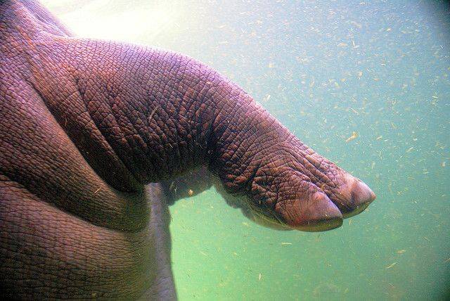 Картинка лапы бегемота