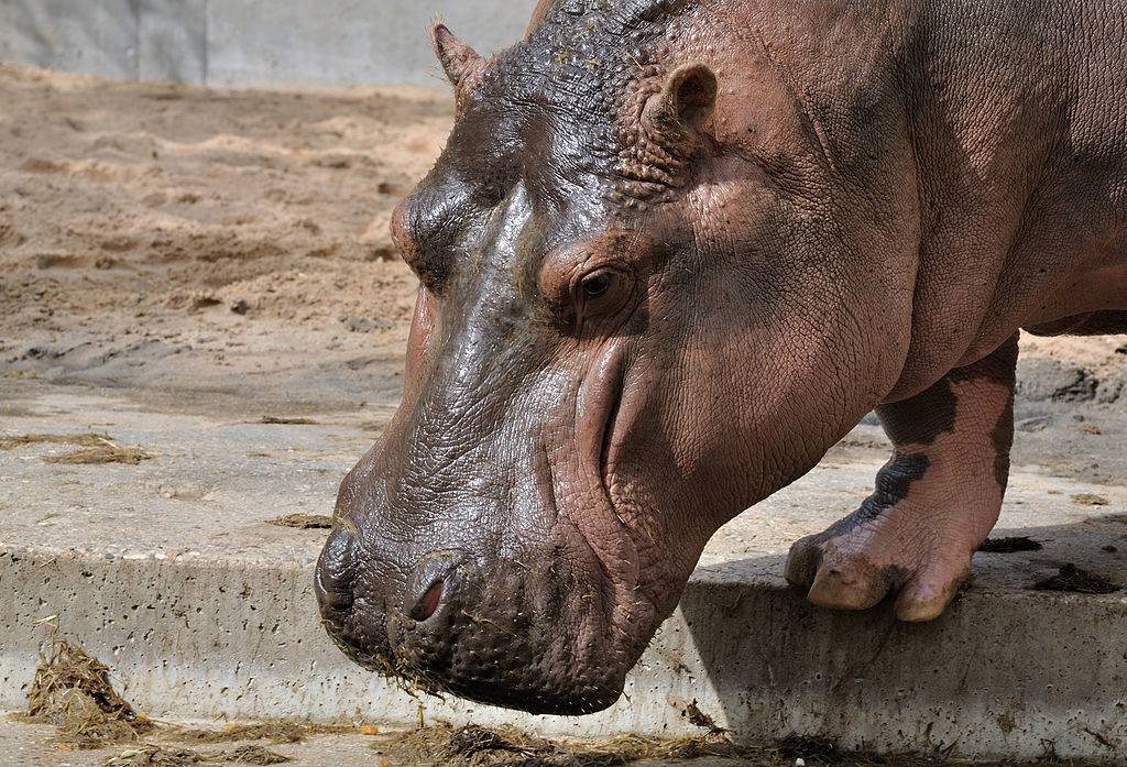 Морда бегемота