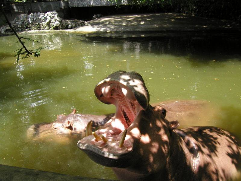 Рот бегемота