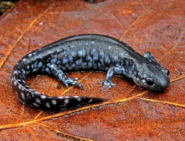 Пятнистая голубая амбистома (лат. Ambystoma laterale) Пятнистая голубая амбистома (лат. Ambystoma laterale)