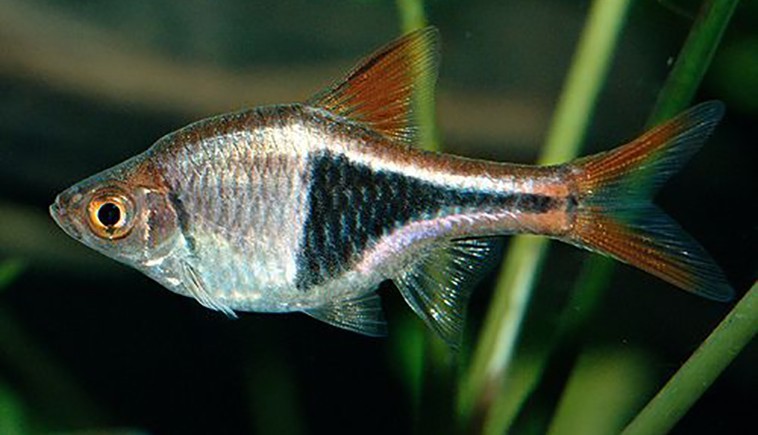 Расбора гетероморфа — клинопятнистая и Расбора пятнистая .