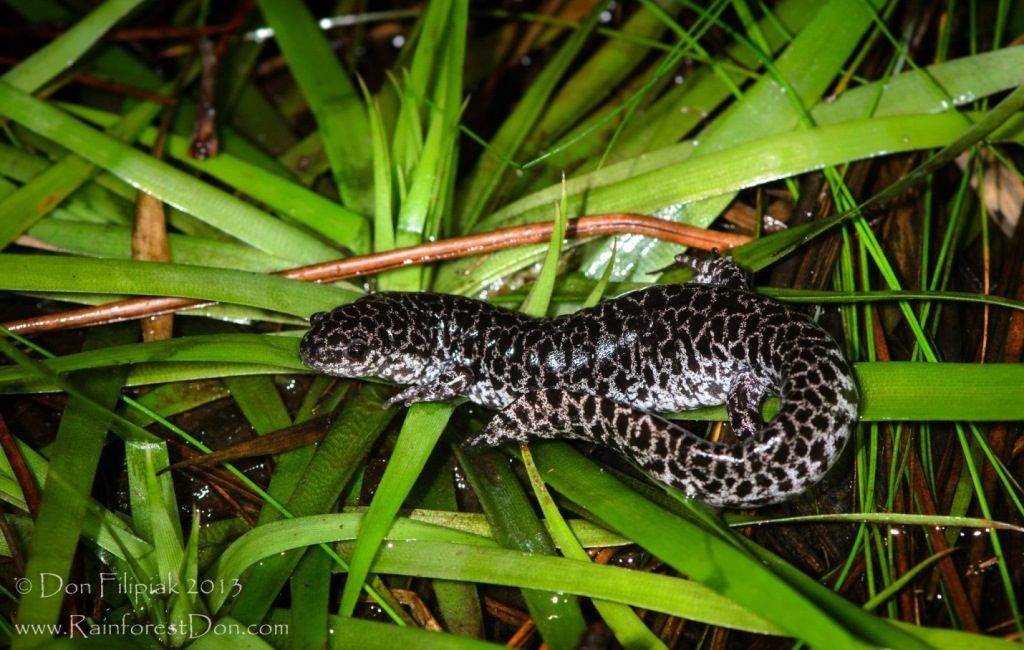 Сетчатая амбистома (лат. Ambystoma cingulatum) Амбистома сетчатая фото (лат. Ambystoma cingulatum)