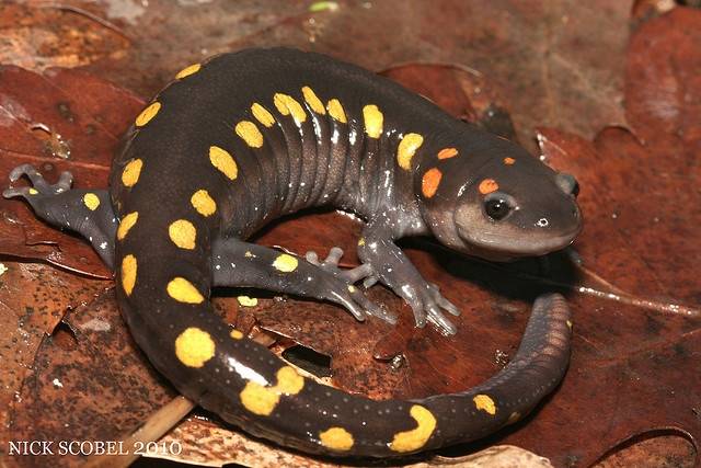 Желтопятнистая амбистома (лат. Ambystoma maculatum) Желтая пятнистая амбистома фото (лат. Ambystoma maculatum)