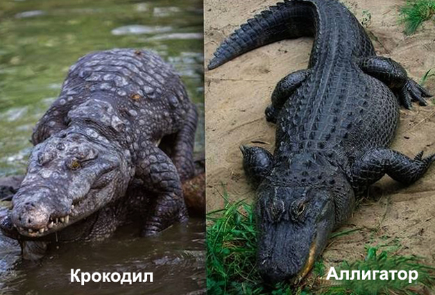 Крокодил с аллигатором