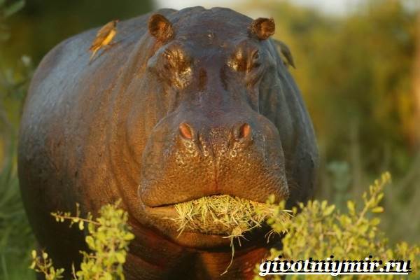 Бегемот-животное-образ жизни-и-среда обитания-бегемот-7