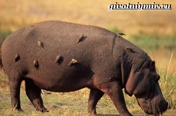 Бегемот-животное-образ жизни-и-среда обитания-бегемот-8