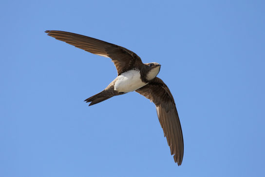 Растительный мир Африки: список редких представителей флоры и фауны, эндемики африканского континента