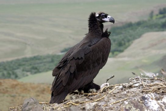 Животные и растения Алтайского края, занесенные в Красную книгу