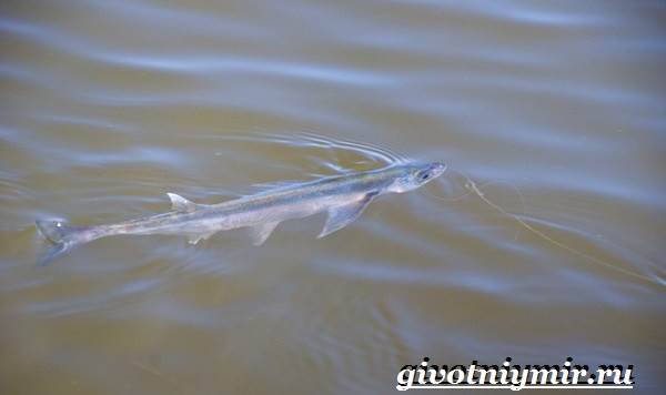 Sabel-fisk-livsstil-og-habitat-fisk-sabel-6