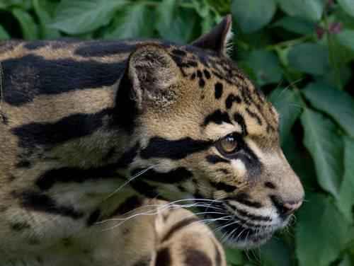 golova-bornejskogo-dymchatogo-leoparda