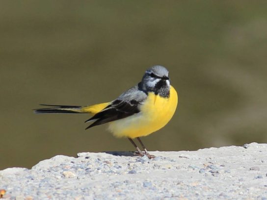 Растительный мир Африки: список редких представителей флоры и фауны, эндемики африканского континента