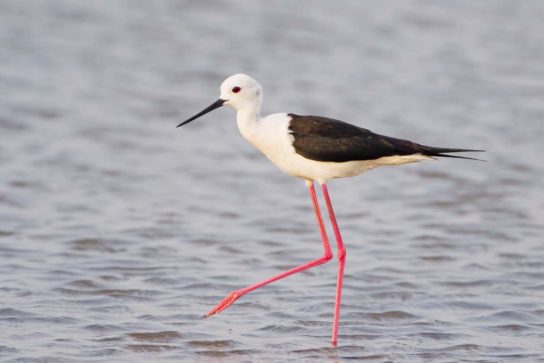 Животные и растения Алтайского края, занесенные в Красную книгу