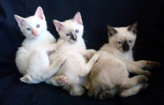 Меконгский бобтейл