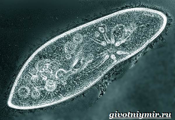 Инфузория-туфелька-Образ-жизни-и-среда-обитания-инфузории-туфельки-5