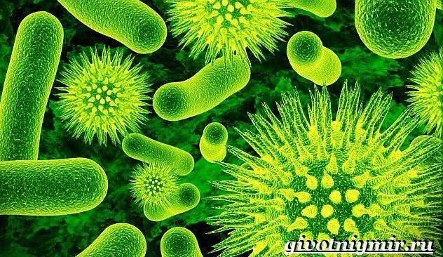 Инфузория-туфелька-Образ-жизни-и-среда-обитания-инфузории-туфельки-6