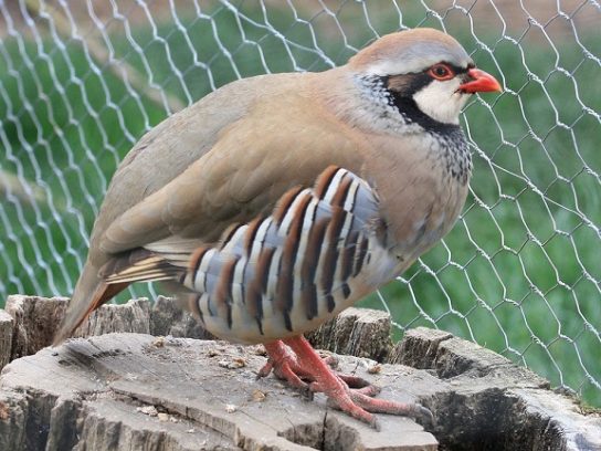 Животные и растения Алтайского края, занесенные в Красную книгу