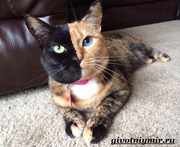 Кошка-Венера-Особенности-красота-и-фото-двуликой-кошки-Венеры-3