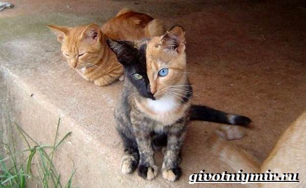 Кошка-Венера-Особенности-красота-и-фото-двуликой-кошки-Венеры-4