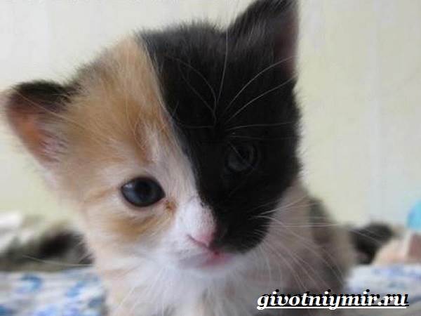 Кошка-Венера-Особенности-красота-и-фото-двуликой-кошки-Венеры-6